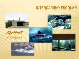 INTERCAMBIO ESCOLAR




AQUARIUM
A CORUÑA
 