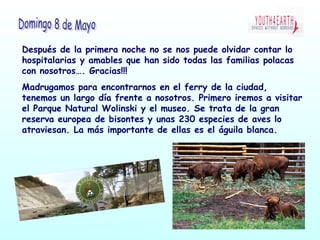 Después de la primera noche no se nos puede olvidar contar lo
hospitalarias y amables que han sido todas las familias polacas
con nosotros…. Gracias!!!
Madrugamos para encontrarnos en el ferry de la ciudad,
tenemos un largo día frente a nosotros. Primero iremos a visitar
el Parque Natural Wolinski y el museo. Se trata de la gran
reserva europea de bisontes y unas 230 especies de aves lo
atraviesan. La más importante de ellas es el águila blanca.
 