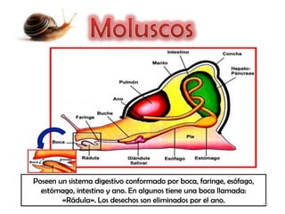 Poseen un sistema digestivo conformado por boca, faringe, esófago,
  estómago, intestino y ano. En algunos tiene una boca llamada:
        «Rádula». Los desechos son eliminados por el ano.            10
 