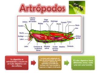 La boca está adaptada al
     Su digestión es       tipo de alimentación de cada     El tubo digestivo tiene
extracelular y ocurre en        animal, y dotada de
                                                            diferentes zonas, cada
 un tubo digestivo con        apéndices (mandíbulas,
      dos orificios.        trompa, etc.) que ayudan a      una con una función.
                           capturar e ingerir el alimento
                                                                              11
 