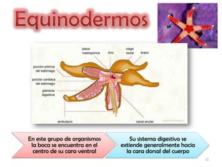 En este grupo de organismos       Su sistema digestivo se
 la boca se encuentra en el   extiende generalmente hacia
  centro de su cara ventral     la cara dorsal del cuerpo
                                                            12
 