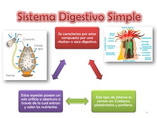 Se caracteriza por estar
                          compuesto por una
                        «bolsa» o saco digestivo.




Estas especies poseen un                        Este tipo de sistema es
solo orificio o abertura a                       común en: Cnidarios,
través de la cual entran                       platelmintos y poríferos.
  y salen los nutrientes
                                                                           3
 