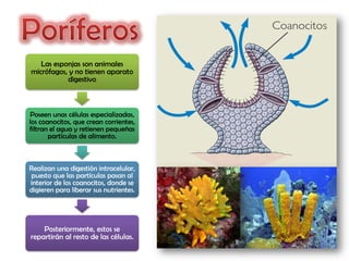Las esponjas son animales
micrófagos, y no tienen aparato
           digestivo



Poseen unas células especializadas,
los coanocitos, que crean corrientes,
filtran el agua y retienen pequeñas
       partículas de alimento.



Realizan una digestión intracelular,
puesto que las partículas pasan al
interior de los coanocitos, donde se
digieren para liberar sus nutrientes.




    Posteriormente, estos se
repartirán al resto de las células.
                                        4
 