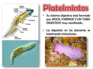 • Su sistema digestivo está formado
  por: BOCA, FARINGE Y UN TUBO
  DIGESTIVO muy ramificado.

• La digestión en las planarias es
  totalmente intracelular.




                                6
 