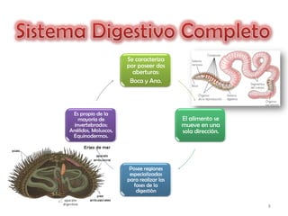 Se caracteriza
                      por poseer dos
                        aberturas:
                       Boca y Ano.




 Es propio de la
   mayoría de                             El alimento se
 invertebrados:                           mueve en una
Anélidos, Moluscos,                       sola dirección.
 Equinodermos.




                       Posee regiones
                       especializadas
                      para realizar las
                         fases de la
                          digestión

                                                            8
 