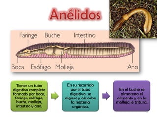 Tienen un tubo      En su recorrido
digestivo completo      por el tubo       En el buche se
formado por boca,       digestivo, se      almacena el
 faringe, esófago,   digiere y absorbe   alimento y en la
  buche, molleja,       la materia       molleja se tritura.
  intestino y ano.       orgánica.
                                                           9
 