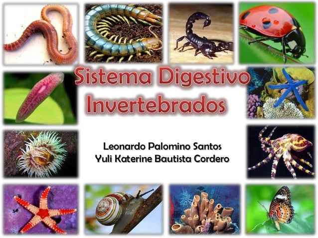 Sistema Digestivo De Los Animales Vertebrados E Inver - vrogue.co