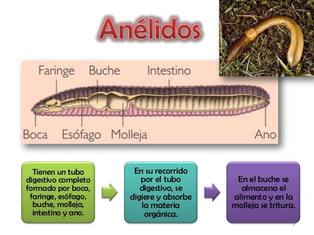 Sistemas Digestivos INVERTEBRADOS.