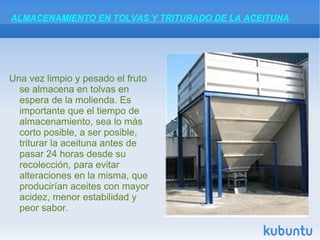 Mecánicamente: con tractores que hacen vibrar los árboles enganchando a los troncos.  