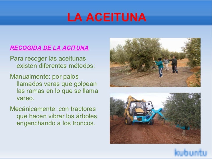 LA ACEITUNA <ul>RECOGIDA DE LA ACITUNA <li>Para recoger las aceitunas existen diferentes métodos: 