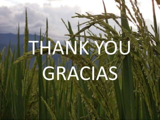 Women’s Roles in Rice Production in Northern Peru