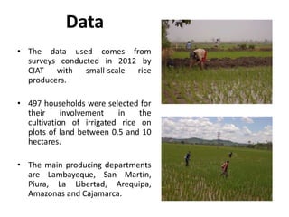 Women’s Roles in Rice Production in Northern Peru