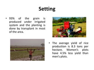 Women’s Roles in Rice Production in Northern Peru