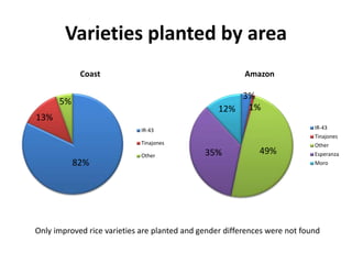 Women’s Roles in Rice Production in Northern Peru