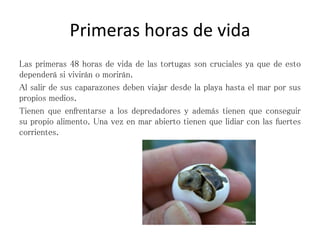 Primeras horas de vida
Las primeras 48 horas de vida de las tortugas son cruciales ya que de esto
dependerá si vivirán o morirán.
Al salir de sus caparazones deben viajar desde la playa hasta el mar por sus
propios medios.
Tienen que enfrentarse a los depredadores y además tienen que conseguir
su propio alimento. Una vez en mar abierto tienen que lidiar con las fuertes
corrientes.
 