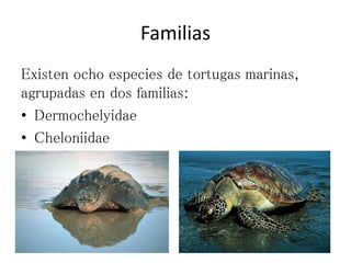 Familias
Existen ocho especies de tortugas marinas,
agrupadas en dos familias:
• Dermochelyidae
• Cheloniidae
 