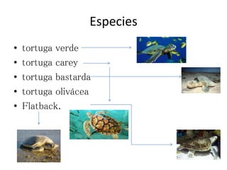 Especies
• tortuga verde
• tortuga carey
• tortuga bastarda
• tortuga olivácea
• Flatback.
 