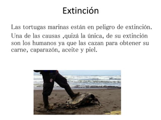 Extinción
Las tortugas marinas están en peligro de extinción.
Una de las causas ,quizá la única, de su extinción
son los humanos ya que las cazan para obtener su
carne, caparazón, aceite y piel.
 
