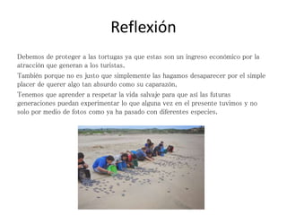 Reflexión
Debemos de proteger a las tortugas ya que estas son un ingreso económico por la
atracción que generan a los turistas.
También porque no es justo que simplemente las hagamos desaparecer por el simple
placer de querer algo tan absurdo como su caparazón.
Tenemos que aprender a respetar la vida salvaje para que así las futuras
generaciones puedan experimentar lo que alguna vez en el presente tuvimos y no
solo por medio de fotos como ya ha pasado con diferentes especies.
 