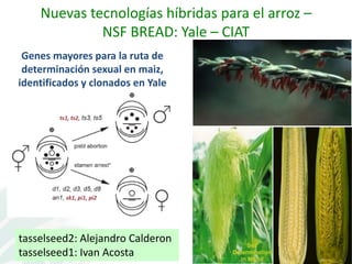 Presentación joe tohme casa abierta ciat 2013