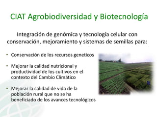 Presentación joe tohme casa abierta ciat 2013