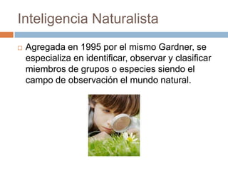 Inteligencia Naturalista
 Agregada en 1995 por el mismo Gardner, se
especializa en identificar, observar y clasificar
miembros de grupos o especies siendo el
campo de observación el mundo natural.
 