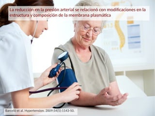La reducción en la presión arterial se relacionó con modificaciones en la
estructura y composición de la membrana plasmática
Barceló et al. Hypertension. 2009;54(5):1143-50.
 