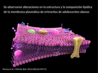 Se observaron alteraciones en la estructura y la composición lipídica
de la membrana plasmática de eritrocitos de adolescentes obesos
Perona et al. J Membr Biol. 2013;246(12):939-47.
 