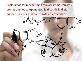 Exploramos los mecanismos celulares y moleculares
por los que los componentes lipídicos de la dieta
pueden prevenir el desarrollo de enfermedades.
 