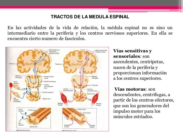 Tractos ascendentes y descendentes de la medula espinal