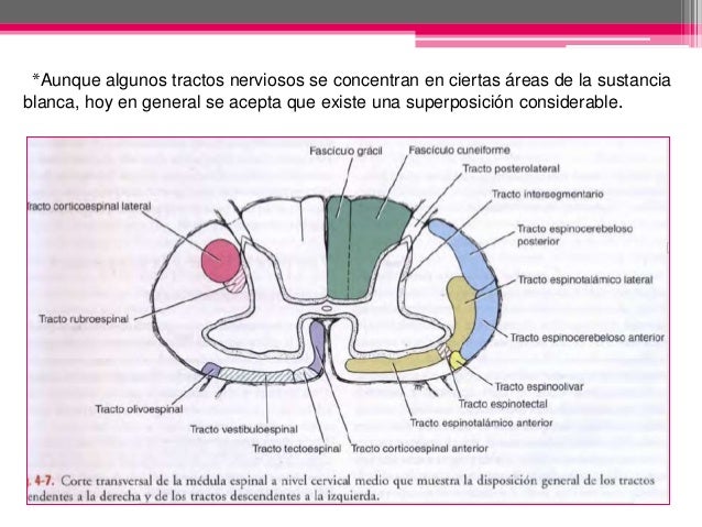 Tractos ascendentes y descendentes de la medula espinal