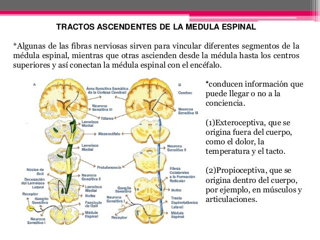 Tractos ascendentes y descendentes de la medula espinal