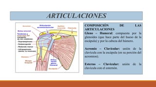 COMPOSICIÓN DE LAS
ARTICULACIONES
Gleno – Humeral: compuesta por la
glenoides (que hace parte del hueso de la
escápula) y por la cabeza del húmero.
Acromio – Clavicular: unión de la
clavícula con la escápula (en su porción del
acromion).
Esterno – Clavicular: unión de la
clavícula con el esternón.
ARTICULACIONES
 