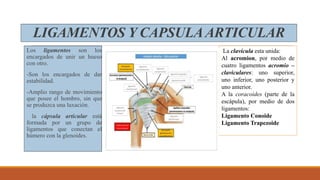 LIGAMENTOS Y CAPSULAARTICULAR
Los ligamentos son los
encargados de unir un hueso
con otro.
-Son los encargados de dar
estabilidad.
-Amplio rango de movimiento
que posee el hombro, sin que
se produzca una luxación.
la cápsula articular está
formada por un grupo de
ligamentos que conectan el
húmero con la glenoides.
La clavícula esta unida:
Al acromion, por medio de
cuatro ligamentos acromio –
claviculares: uno superior,
uno inferior, uno posterior y
uno anterior.
A la coracoides (parte de la
escápula), por medio de dos
ligamentos:
Ligamento Conoide
Ligamento Trapezoide
 