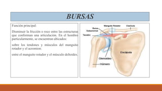 BURSAS
Función principal:
Disminuir la fricción o roce entre las estructuras
que conforman una articulación. En el hombro
particularmente, se encuentran ubicados:
sobre los tendones y músculos del manguito
rotador y el acromion.
entre el manguito rotador y el músculo deltoides.
 