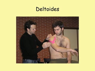 Deltoides
 