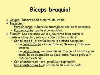 Biceps braquial
Origen: Tuberosidad bicipital del radio.
Inserción:
– Porción larga: tubérculo supraglenoideo de la escápula.
– Porción corta: apófisis coracoides.
Función: Las acciones van a ejecutarse bien sobre la
cintura escapular, sobre el codo o sobre ambas:
– Con el codo fijo: actúa sobre la cintura escapular.
• La cabeza corta es coaptadora, flexora y rotadora
interna.
• La cabeza larga en posición anatómica es luxante y en
posición de abducción es coaptante; Puede producir
rotación externa.
– Con el antebrazo libre: producen supinación.
– Con el antebrazo fijo: producen flexión de codo.
 