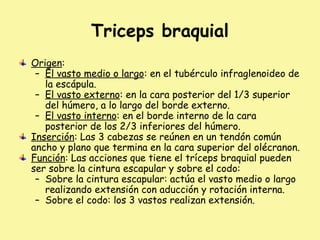 Triceps braquial
Origen:
– El vasto medio o largo: en el tubérculo infraglenoideo de
la escápula.
– El vasto externo: en la cara posterior del 1/3 superior
del húmero, a lo largo del borde externo.
– El vasto interno: en el borde interno de la cara
posterior de los 2/3 inferiores del húmero.
Inserción: Las 3 cabezas se reúnen en un tendón común
ancho y plano que termina en la cara superior del olécranon.
Función: Las acciones que tiene el tríceps braquial pueden
ser sobre la cintura escapular y sobre el codo:
– Sobre la cintura escapular: actúa el vasto medio o largo
realizando extensión con aducción y rotación interna.
– Sobre el codo: los 3 vastos realizan extensión.
 