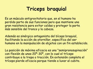Triceps braquial
Es un músculo antigravitatorio que, en el humano ha
perdido parte de sus funciones pero que mantiene una
gran resistencia para evitar caídas y proteger la parte
más sensible del tronco y la cabeza.
Además es sinérgico antagonista del bíceps braquial,
facilitando la acción de atornillar, específica del ser
humano en la manipulación de objetos con un fin establecido.
La posición de máxima eficacia es una "semipronosupinación“
con flexión de unos 20º-30º, con lo cual el tríceps
contribuye a la trepa o tracción. En extensión completa el
tríceps pierde eficacia porque tiende a luxar al cubito.
 