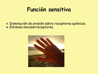 Función sensitiva
Disminución de presión sobre receptores químicos.
Estimula mecanorreceptores.
 