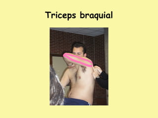 Triceps braquial
 