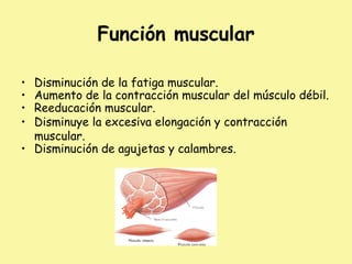 Función muscular
• Disminución de la fatiga muscular.
• Aumento de la contracción muscular del músculo débil.
• Reeducación muscular.
• Disminuye la excesiva elongación y contracción
muscular.
• Disminución de agujetas y calambres.
 