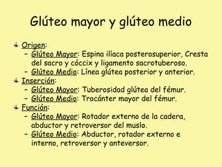 Glúteo mayor y glúteo medio
Origen:
– Glúteo Mayor: Espina ilíaca posterosuperior, Cresta
del sacro y cóccix y ligamento sacrotuberoso.
– Glúteo Medio: Línea glútea posterior y anterior.
Inserción:
– Glúteo Mayor: Tuberosidad glútea del fémur.
– Glúteo Medio: Trocánter mayor del fémur.
Función:
– Glúteo Mayor: Rotador externo de la cadera,
abductor y retroversor del muslo.
– Glúteo Medio: Abductor, rotador externo e
interno, retroversor y anteversor.
 