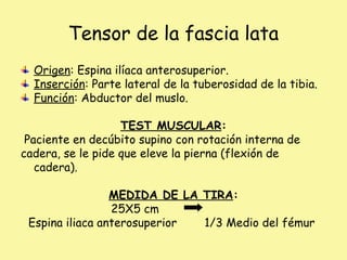 Tensor de la fascia lata
Origen: Espina ilíaca anterosuperior.
Inserción: Parte lateral de la tuberosidad de la tibia.
Función: Abductor del muslo.
TEST MUSCULAR:
Paciente en decúbito supino con rotación interna de
cadera, se le pide que eleve la pierna (flexión de
cadera).
MEDIDA DE LA TIRA:
25X5 cm
Espina iliaca anterosuperior 1/3 Medio del fémur
 