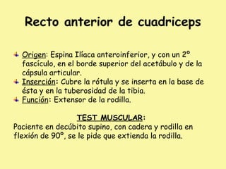 Recto anterior de cuadriceps
Origen: Espina Ilíaca anteroinferior, y con un 2º
fascículo, en el borde superior del acetábulo y de la
cápsula articular.
Inserción: Cubre la rótula y se inserta en la base de
ésta y en la tuberosidad de la tibia.
Función: Extensor de la rodilla.
TEST MUSCULAR:
Paciente en decúbito supino, con cadera y rodilla en
flexión de 90º, se le pide que extienda la rodilla.
 