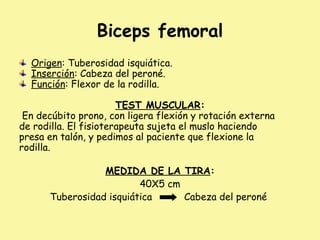 Biceps femoral
Origen: Tuberosidad isquiática.
Inserción: Cabeza del peroné.
Función: Flexor de la rodilla.
TEST MUSCULAR:
En decúbito prono, con ligera flexión y rotación externa
de rodilla. El fisioterapeuta sujeta el muslo haciendo
presa en talón, y pedimos al paciente que flexione la
rodilla.
MEDIDA DE LA TIRA:
40X5 cm
Tuberosidad isquiática Cabeza del peroné
 