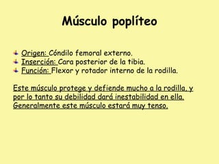 Músculo poplíteo
Origen: Cóndilo femoral externo.
Inserción: Cara posterior de la tibia.
Función: Flexor y rotador interno de la rodilla.
Este músculo protege y defiende mucho a la rodilla, y
por lo tanto su debilidad dará inestabilidad en ella.
Generalmente este músculo estará muy tenso.
 