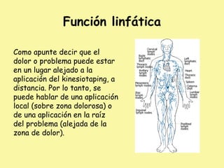 Función linfática
Como apunte decir que el
dolor o problema puede estar
en un lugar alejado a la
aplicación del kinesiotaping, a
distancia. Por lo tanto, se
puede hablar de una aplicación
local (sobre zona dolorosa) o
de una aplicación en la raíz
del problema (alejada de la
zona de dolor).
 