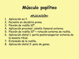 Músculo poplíteo
APLICACIÓN:
1. Aplicación en Y.
2. Paciente en decúbito prono.
3. Flexión de rodilla 10º.
4. Aplicación proximal: cóndilo femoral externo.
5. Flexión de rodilla 10º + rotación externa de rodilla.
6. Aplicación distal 1: parte posterosuperior externa de
la meseta tibial.
7. Extensión de la rodilla.
8. Aplicación distal 2: pata de ganso.
 