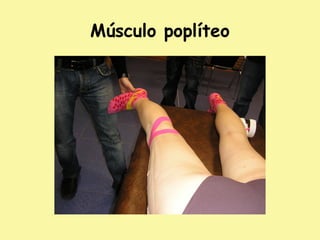 Músculo poplíteo
 